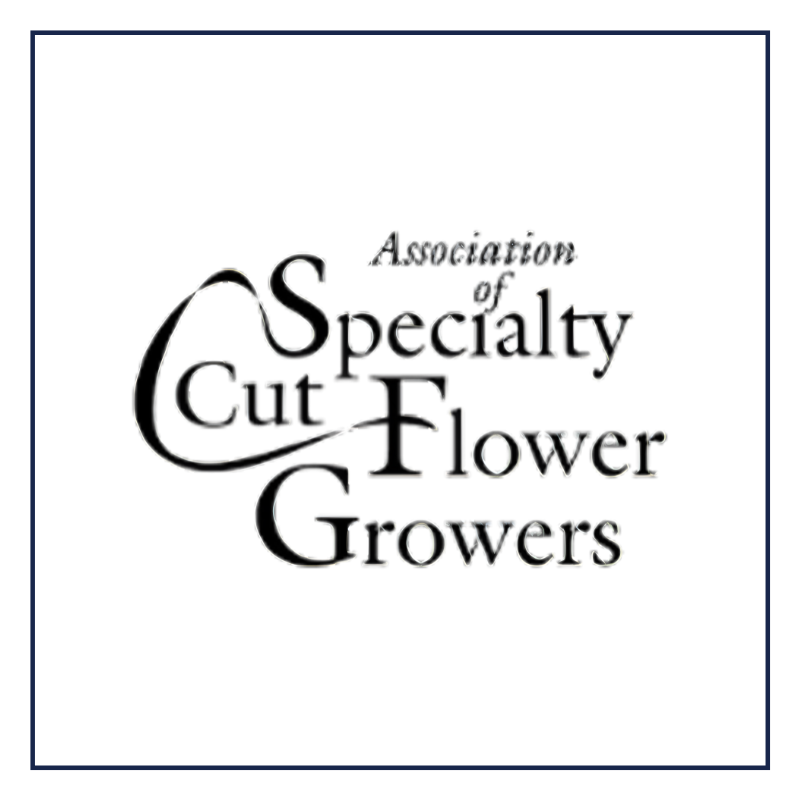 The Rose Parade (2)-1